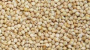 WHITE MILLET (50LB)