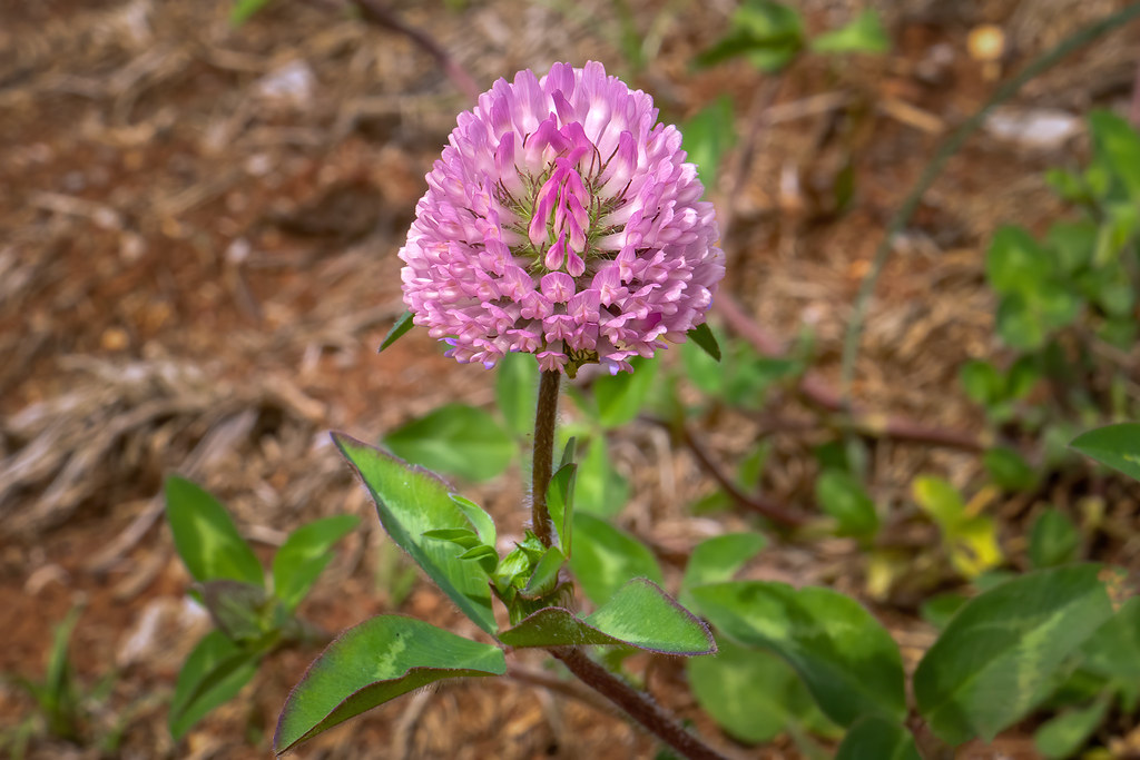 ARROWLEAF CLOVER SEED (PER POUND)