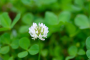 WHITE DUTCH CLOVER SEED, COATED (PER POUND)