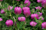 MEDIUM RED CLOVER SEED (PER POUND)