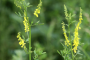 YELLOW BLOSSOM CLOVER (PER POUND)