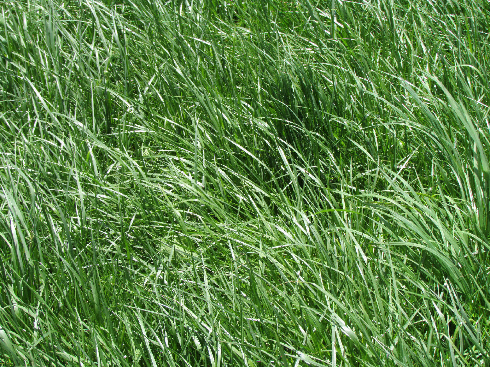 KENTUCKY 31 FESCUE SEED (PER POUND)