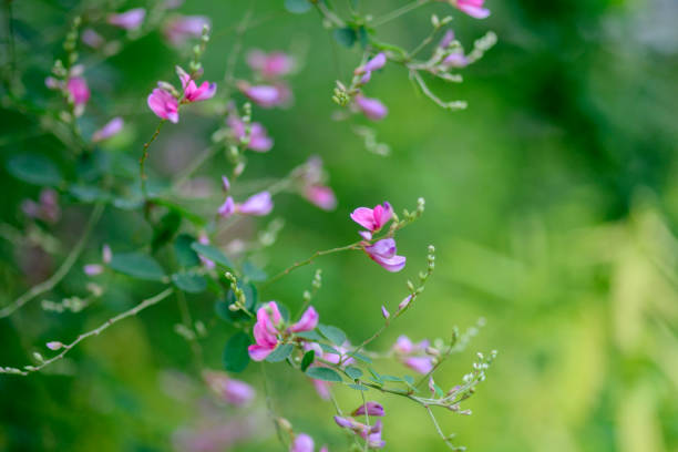 KOREAN LESPEDEZA SEED (PER POUND)