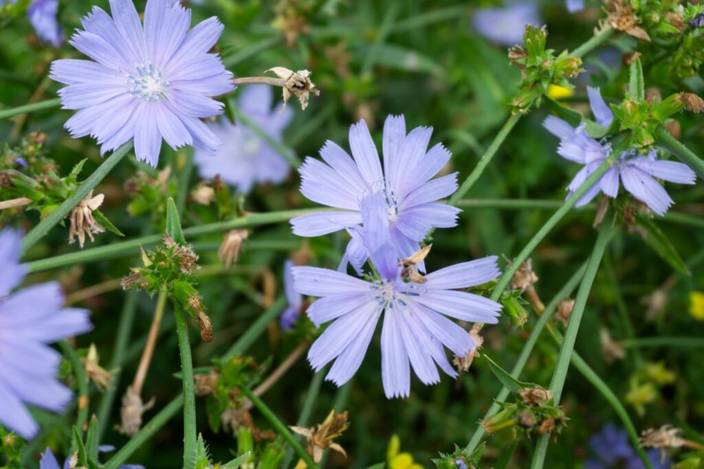 CHICORY SEED (PER POUND)