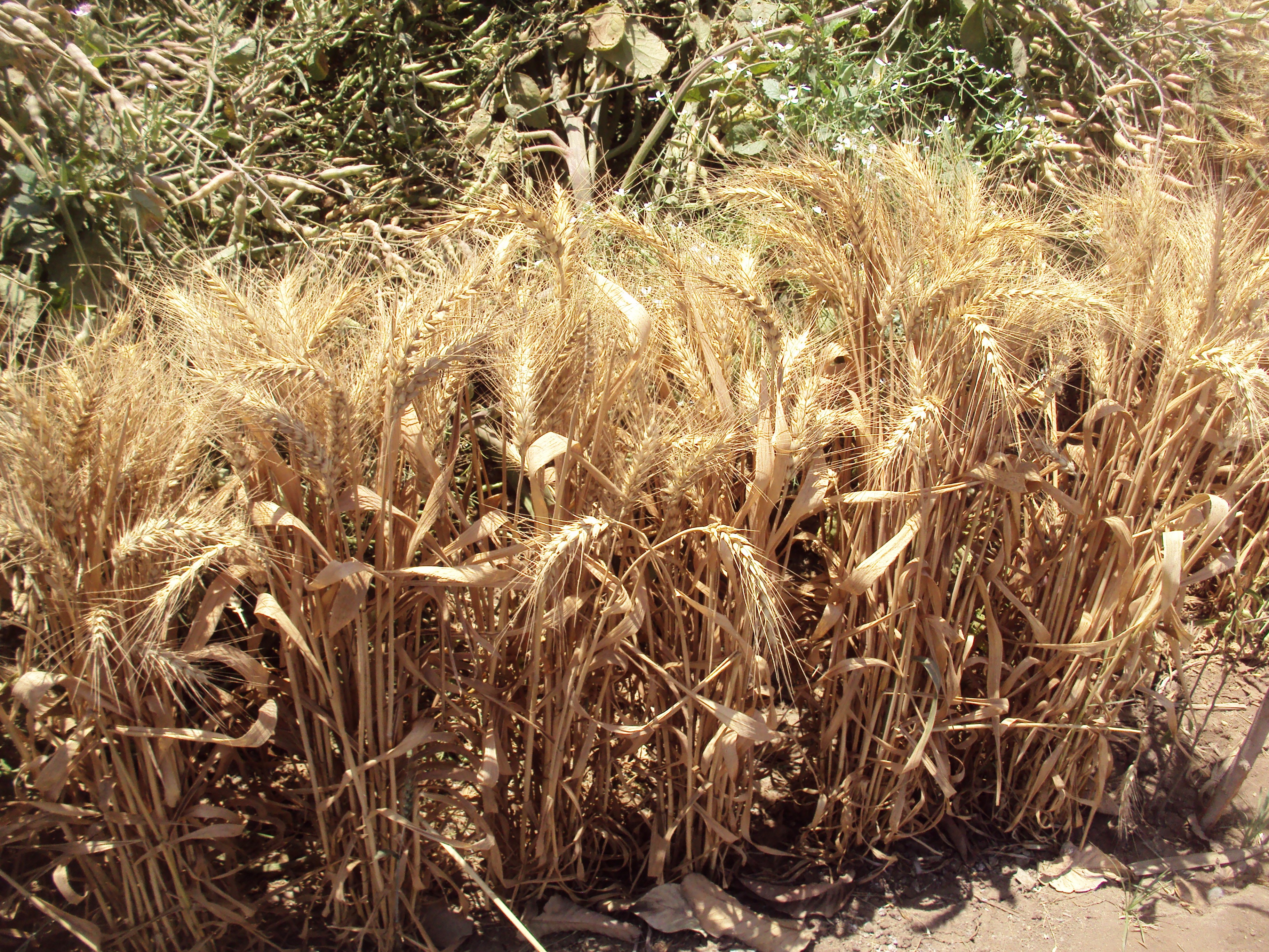 EGYPTIAN WHEAT (PER POUND)