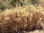 EGYPTIAN WHEAT (PER POUND)