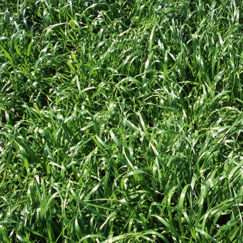 FRIA ANNUAL RYEGRASS (PER POUND)