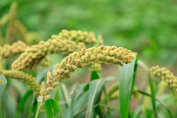 GERMAN FOXTAIL MILLET SEED (PER POUND)