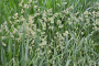 KY31 & ORCHARDGRASS MIX (PER POUND)