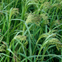 WHITE PROSO MILLET SEED (PER POUND)