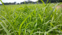 PERENNIAL RYEGRASS SEED (PER POUND)