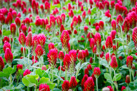 CRIMSON CLOVER SEED (PER POUND)