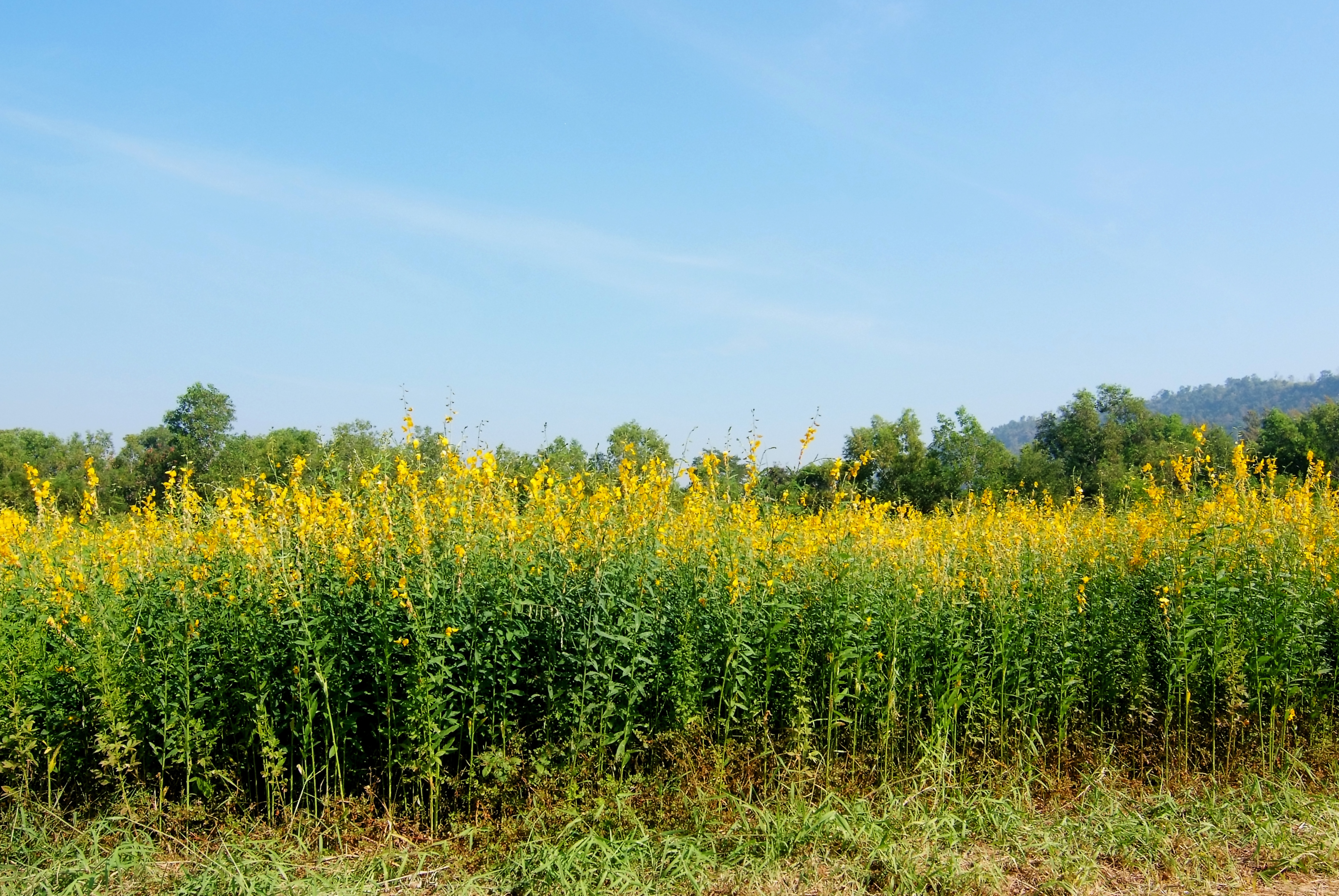 SUN HEMP SEED (PER POUND)