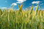 TRITICALE SEEDS (50LB BAG)