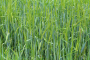 WINTER KING RYE SEEDS BAG