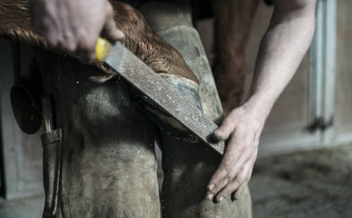 Farrier & Hoof Care