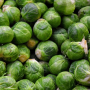 LONG ISLAND BRUSSEL SPROUT SEEDS