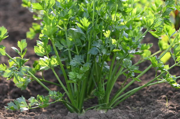 CELERY SEEDS