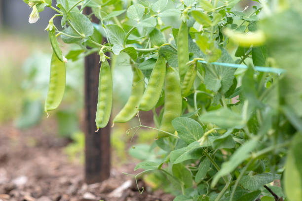 SUGAR ANN PEA SEEDS