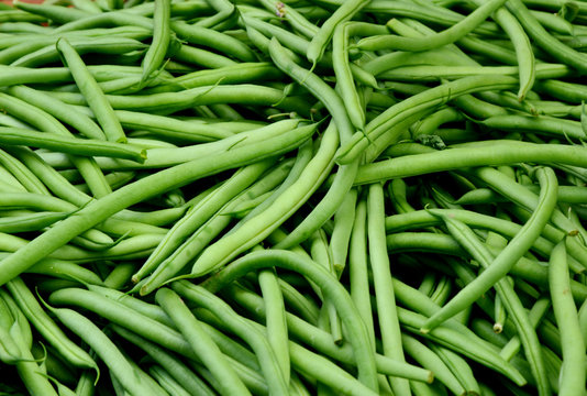 BLUE LAKE 274 BUSH BEAN SEEDS