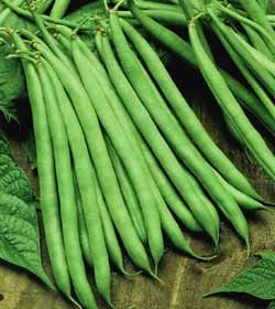 CONTENDER BUSH BEAN SEEDS