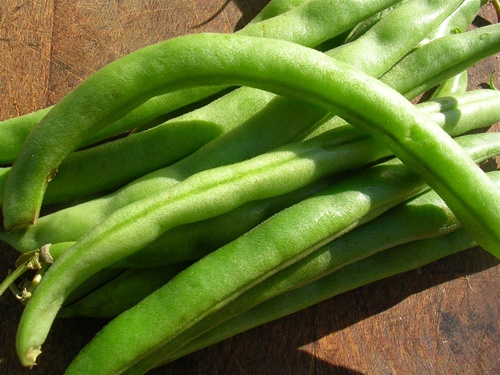 TOP CROP BUSH BEAN SEEDS