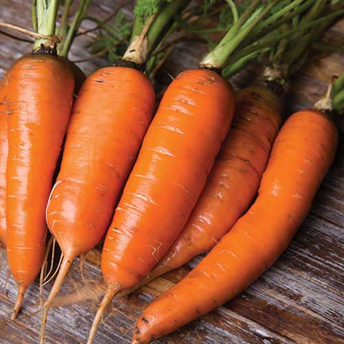 DANVERS CARROT SEEDS