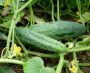 MARKETMORE 76 CUCUMBER SEEDS