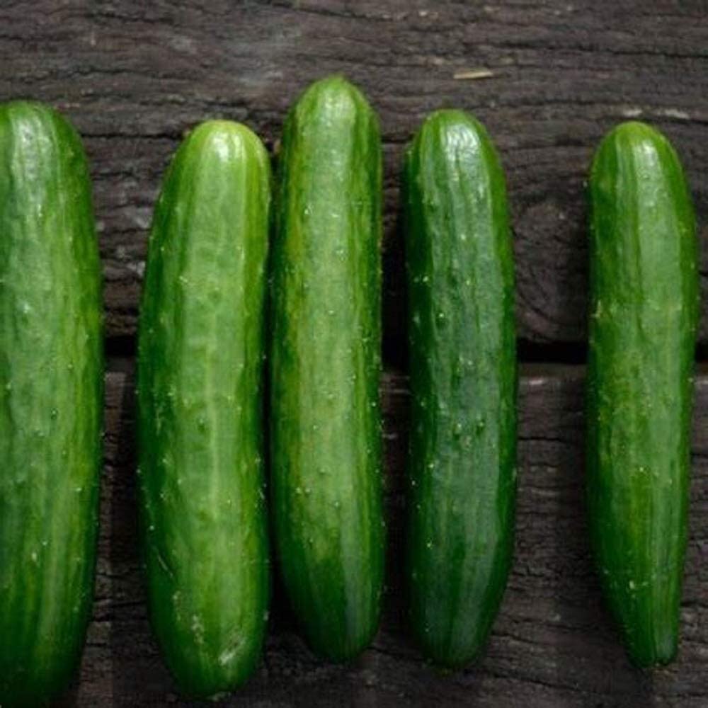 POINSETT 76 CUCUMBER SEEDS