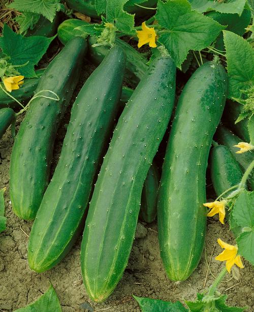 STRAIGHT 8 CUCUMBER SEEDS