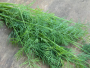 LONG ISLAND MAMMOTH DILL SEEDS