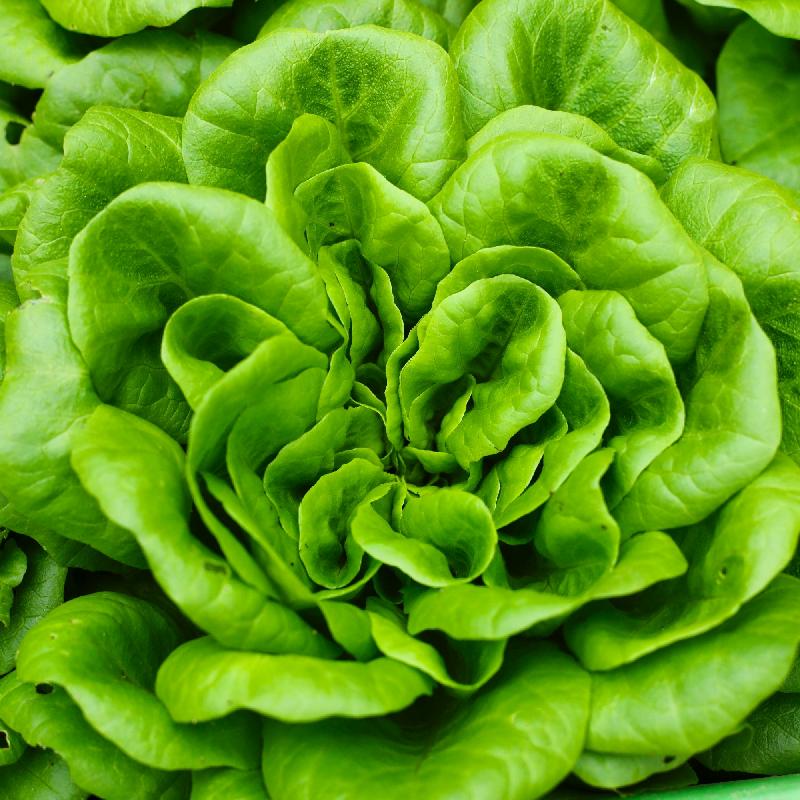 BIBB LETTUCE SEEDS