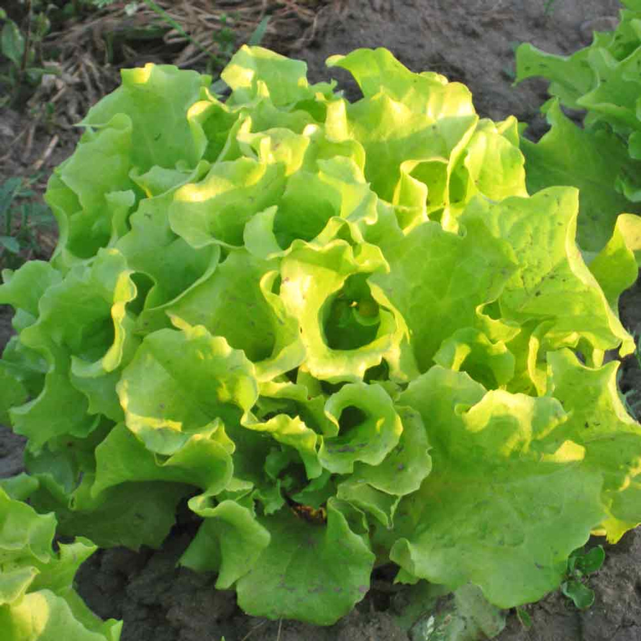 BLACK-SEEDED SIMPSON LETTUCE SEEDS