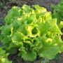 BLACK-SEEDED SIMPSON LETTUCE SEEDS