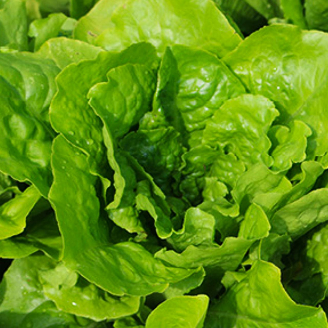 BUTTERCRUNCH LETTUCE SEEDS