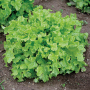 SALAD BOWL LEAF LETTUCE SEEDS