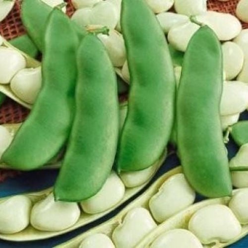 HENDERSON LIMA BUSH BEAN SEEDS