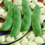 HENDERSON LIMA BUSH BEAN SEEDS