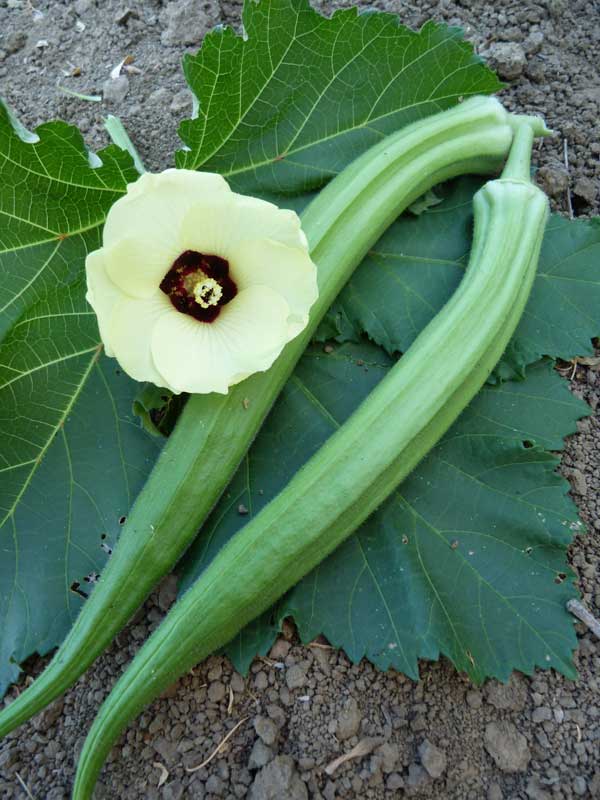 DWARF LONG GREEN POD OKRA SEEDS