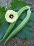 DWARF LONG GREEN POD OKRA SEEDS