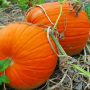 JACK O'LANTERN PUMPKIN SEEDS