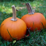 SMALL SUGAR PUMPKIN SEEDS