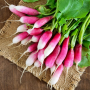 FRENCH BREAKFAST RADISH SEEDS