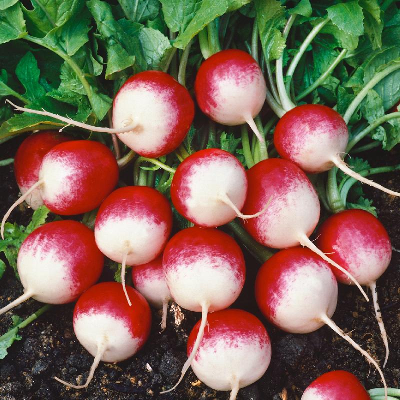 SPARKLER WHITE TIP RADISH SEEDS