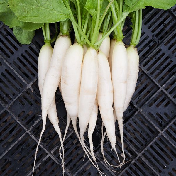 WHITE ICICLE RADISH SEEDS