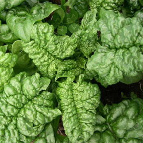 BLOOMSDALE LONG-STANDING SPINACH SEEDS