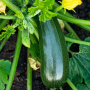 BLACK BEAUTY ZUCCHINI SQUASH SEEDS