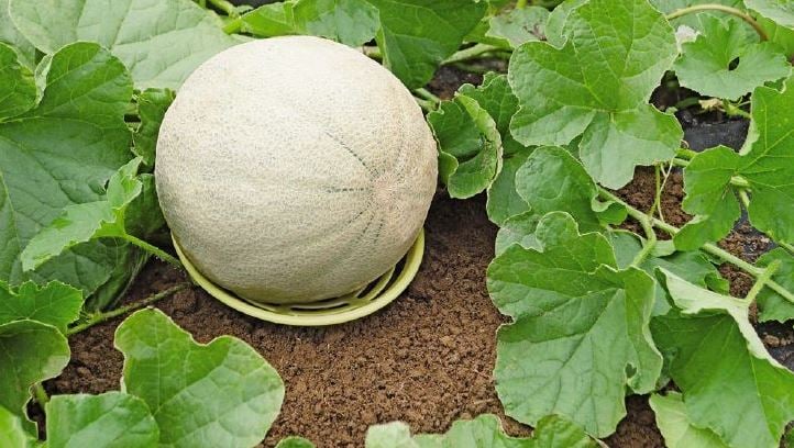 HONEYDEW CANTALOUPE MELON SEEDS