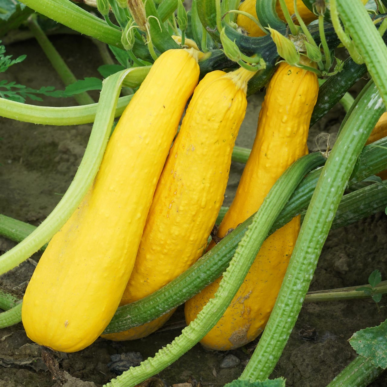 EARLY PROLIFIC STRAIGHTNECK SQUASH SEEDS