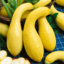 EARLY SUMMER YELLOW CROOKNECK SQUASH SEEDS